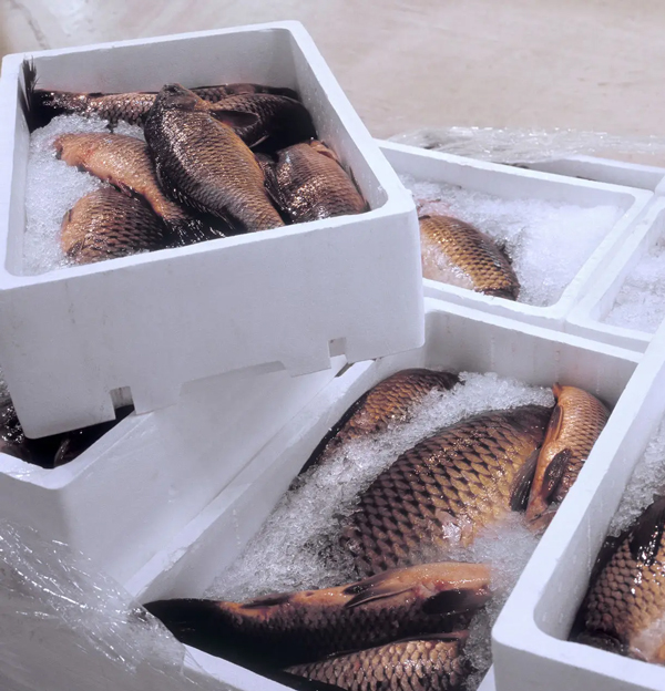 Aménagement & Location de Véhicules Frigorifiques pour Poisson et Marée | ANAS CARS